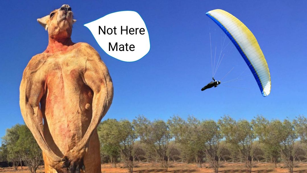 Paraglider in australia with Kangaroo